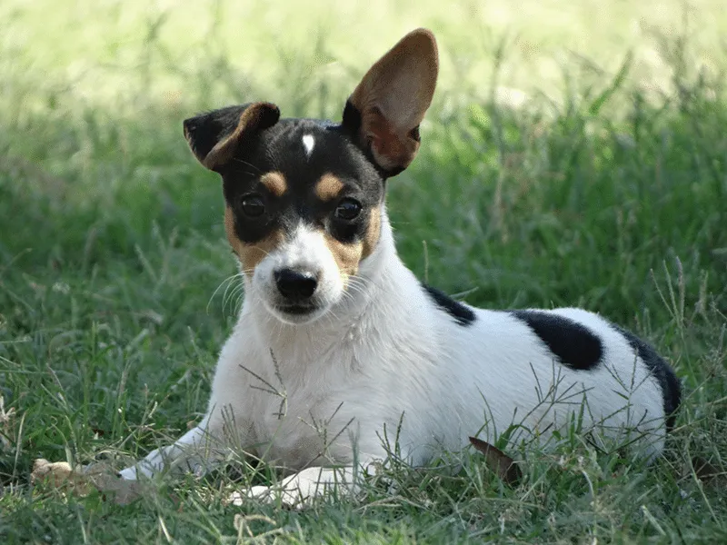 Black and White mini fox terrier