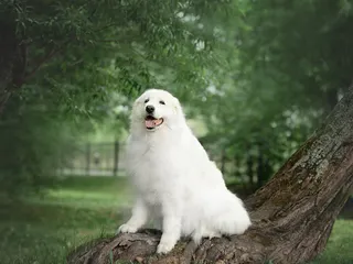 Abruzzese Mastiff: Info, Pictures, Temperament & More