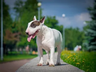 Bull Terrier Dog Breed: Info, Pictures, Facts, Traits & History