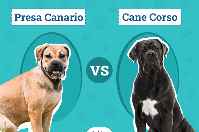 Presa Canario vs. Cane Corso: The Main Differences (With Pictures)