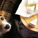 Why Dogs Love Cheese - And How to Pay the Cheese Tax Safely