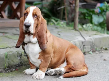10 Best Dog Breeds for Introverts: Info, Pictures & Personality (Vet Answer)