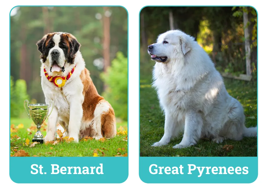 St. Bernard vs. Great Pyrenees