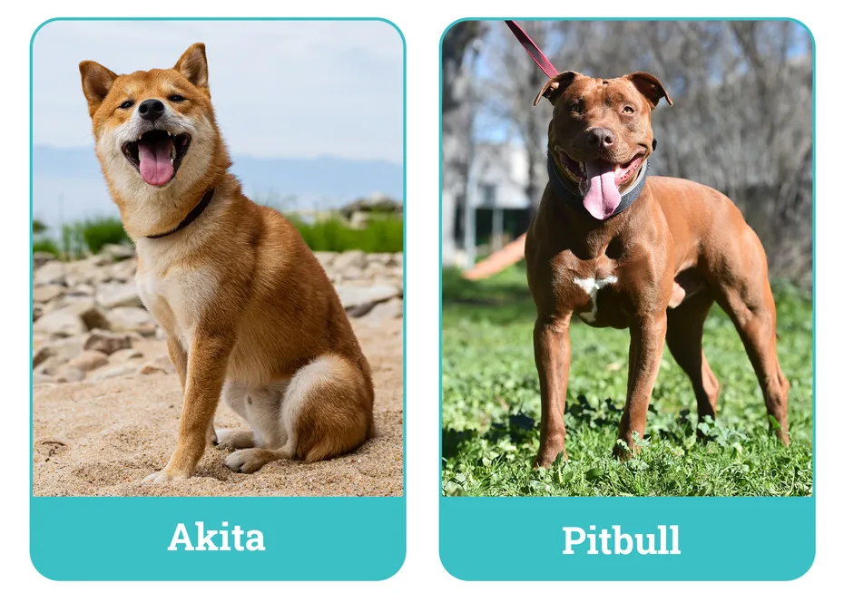 Akita vs. Pitbull