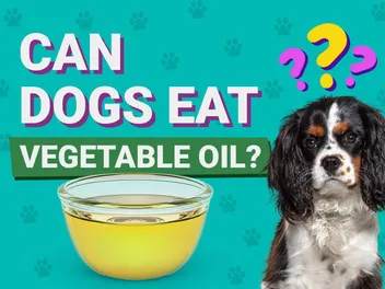 Can Dogs Eat Vegetable Oil? Vet-Verified Facts & FAQ