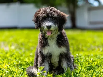How Big Will My Bernedoodle Get? Vet-Verified Size & Growth Chart