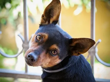 Living With a Deaf Dog: 5 Vet-Approved Tips for Caring Owners