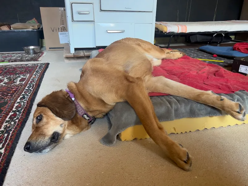 Lava sleeping with head dangling off her bed