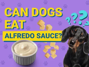 Can Dogs Eat Alfredo Sauce? Vet Reviewed Nutrition Facts
