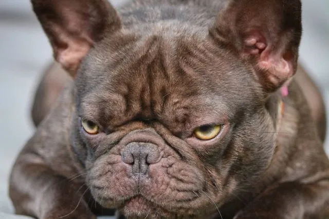Chocolate French Bulldog: Info, Pictures, Origin & History