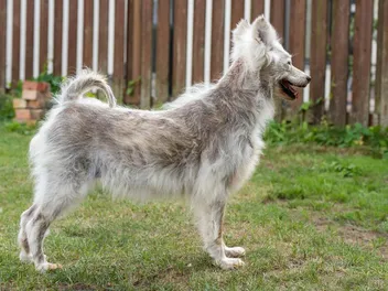 Alopecia in Dogs: Vet-Verified Causes, Signs & Treatments