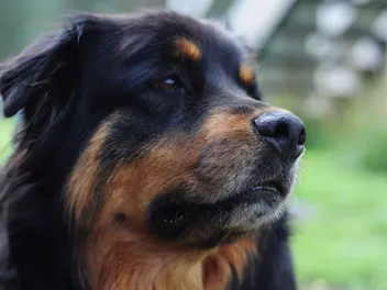 Chow Chow Rottweiler Mix Breed: Info, Pictures, Temperament & More