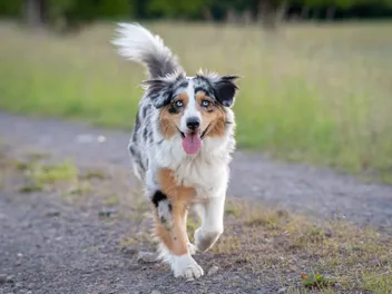 Should I Avoid Purebred Dogs in Rare Colors? Vet-Approved Facts & FAQ
