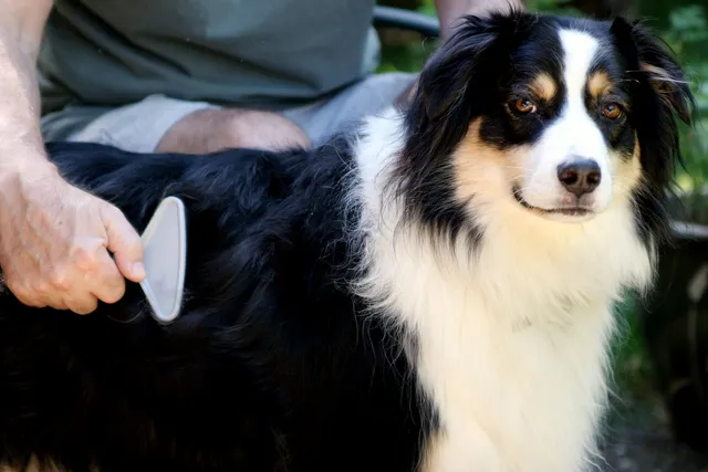 Can I Groom My Own Dog? 12 Vet-Approved Care Tips