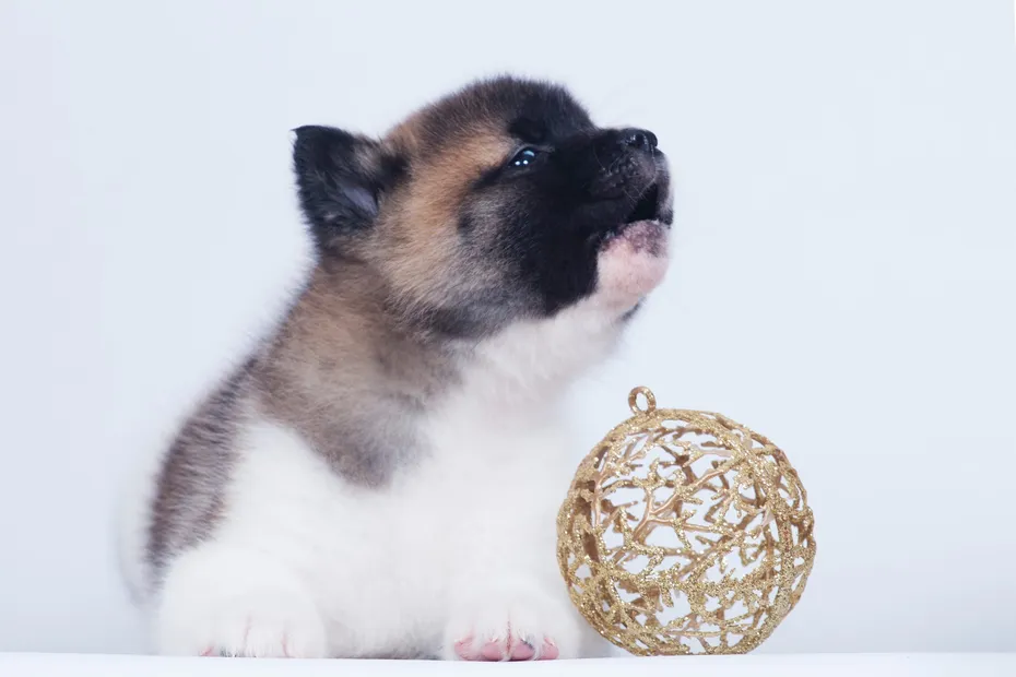 Akita Puppy barking