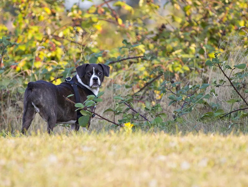 boggle mixed boston terrier and beagle