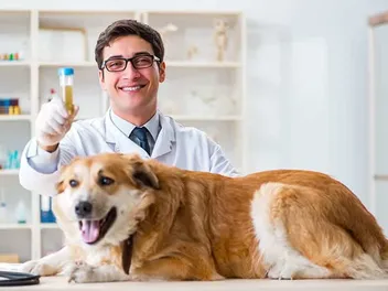 How to Get Urine Sample from a Dog: 7 Vet-Reviewed Tips & Tricks