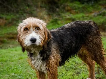 Bosnian Coarse Haired Hound Dog Breed: Info, Pictures, Temperament & Traits