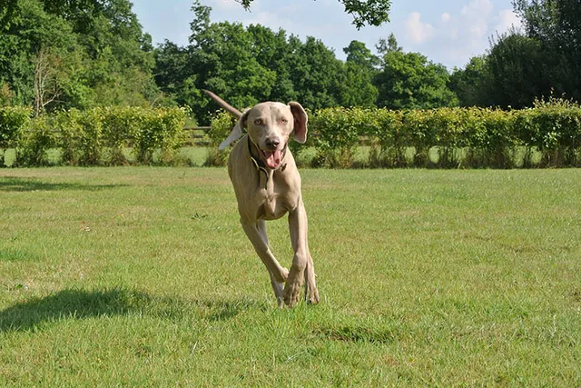 How Fast Can a Weimaraner Run? Vet-Reviewed Facts & FAQ
