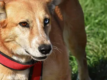 New Guinea Singing Dog: Info, Pictures, Facts, & Traits