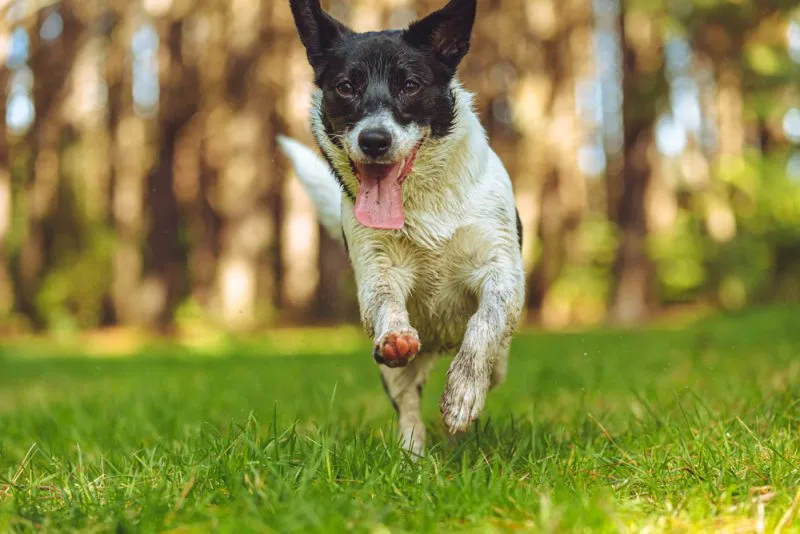 Border Jack dog running in the park