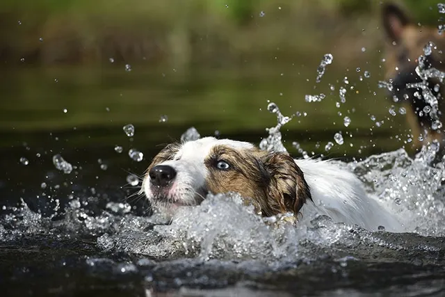 Swimmer’s Tail in Dogs: Vet Approved Signs, Causes & Treatment