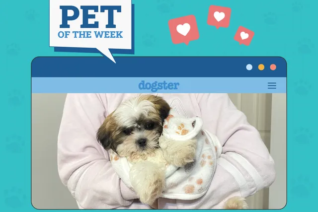 Dogster Photo Contest: Dogs of the Week Winners (October 16, 2025)