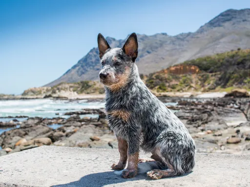 Australian Cattle Dog