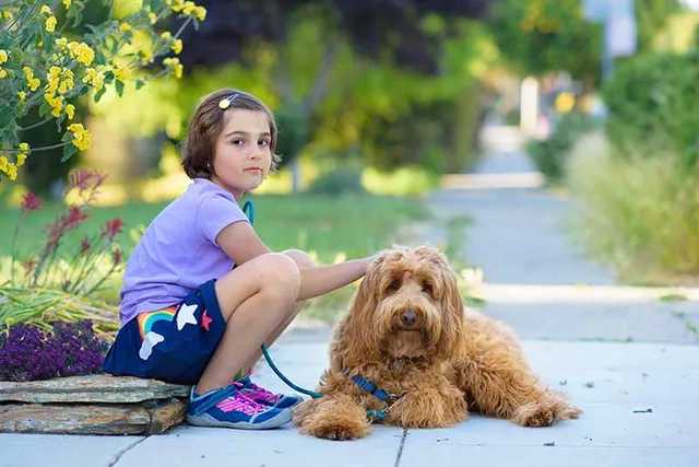 Will a Labradoodle Get Along With My Kids? Breed Socialization & Safety Tips