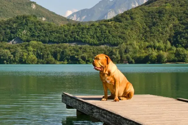 How Well Can a Mastiff Swim? Vet-Reviewed Facts & Water Safety Tips