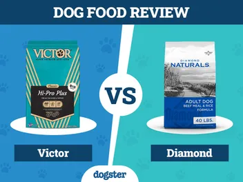 Victor Dog Food vs Diamond: Pros, Cons & What to Choose in 2026