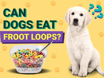 Can Dogs Eat Froot Loops? Vet-Reviewed Nutrition Facts