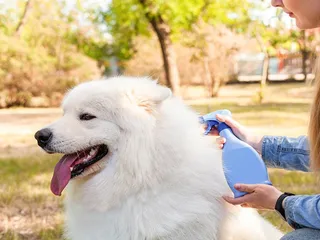 9 Best Waterless Dog Shampoos in 2026: Reviews & Top Picks