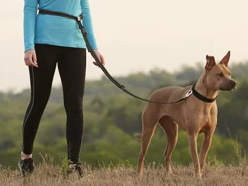 8 Best Hands-Free Dog Leashes in 2026: Reviews & Top Picks