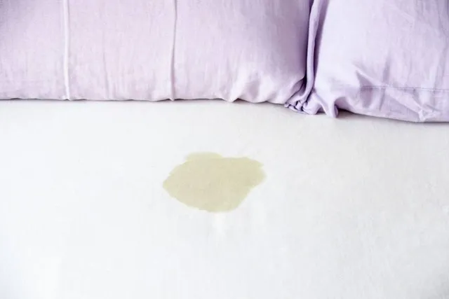 How to Get Dog Pee Smell & Stains Out of a Mattress: 8 Effective Steps