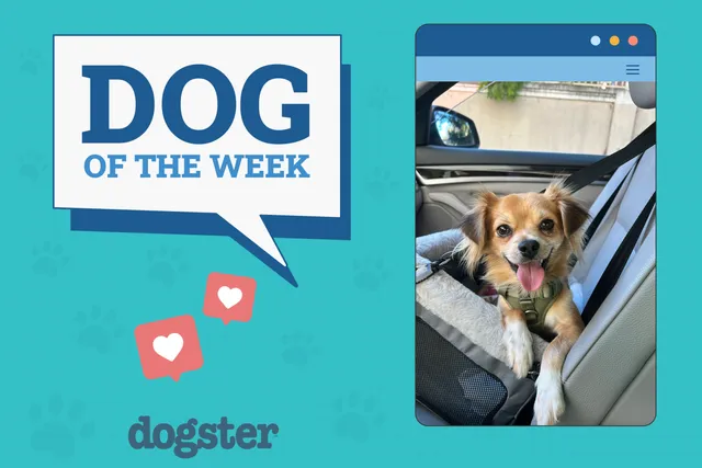 Dogster Photo Contest: Dogs of the Week Winners (November 27, 2025)