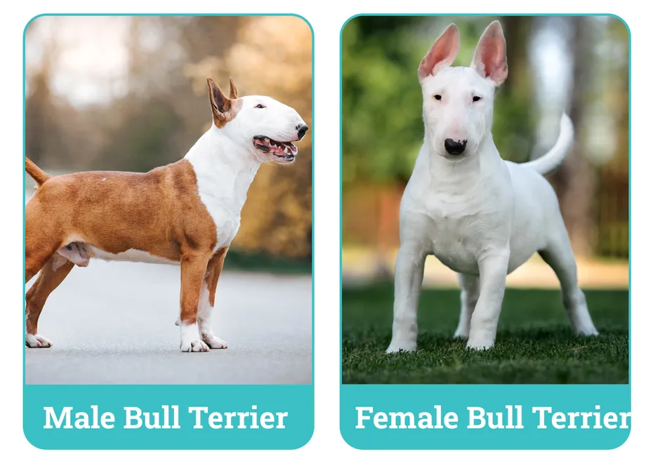 Male vs. Female Bull Terrier