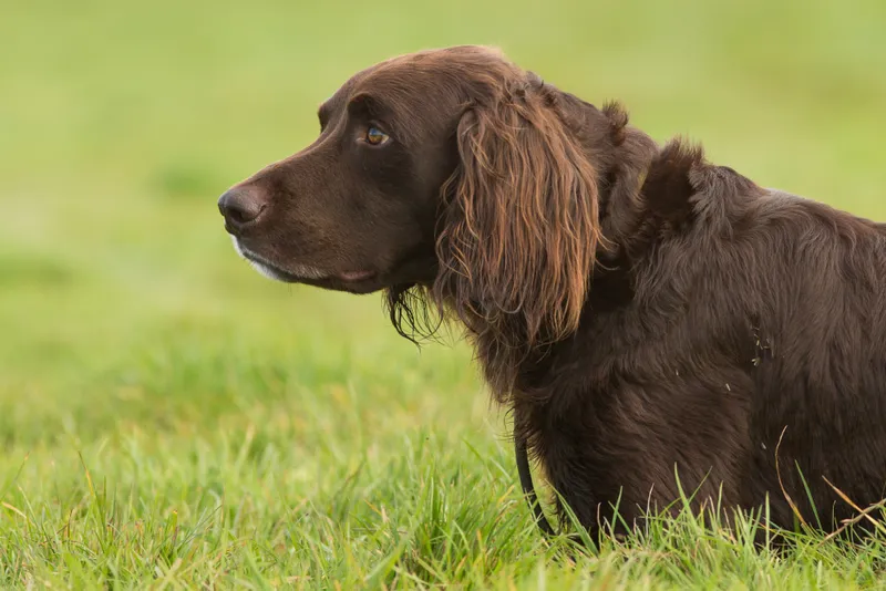 German longhaired pointer on the grass