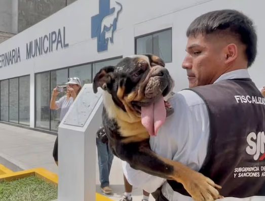 48 Bulldogs, One Apartment, and a Disturbing Secret