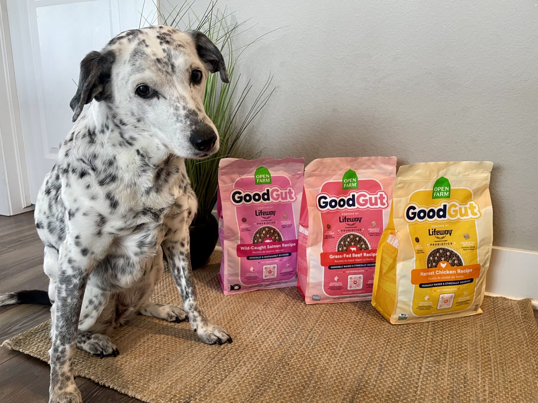 Open Farm GoodGut Dog Food Review 2026 lead_