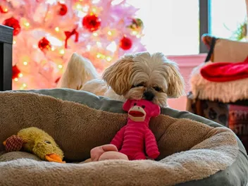 8 Awesome DIY Christmas Dog Toys You Can Make Today (With Pictures)