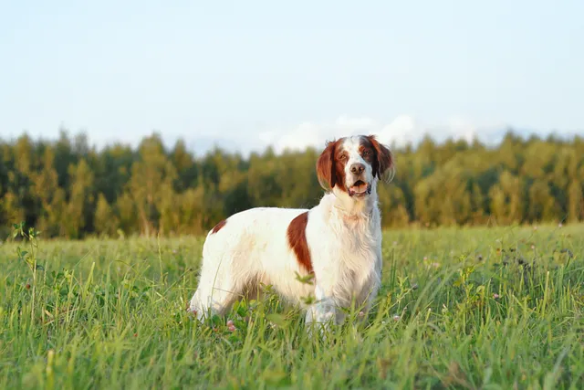 9 Irish Dog Breeds: Info, Pictures, History & Overview