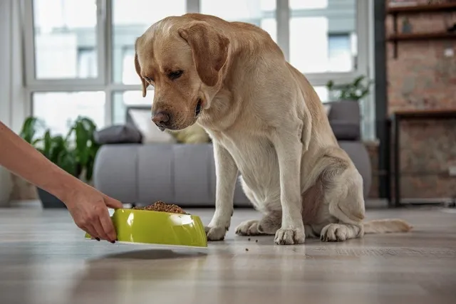 Food Allergies in Dogs: Our Vet Explains Signs, Causes, Diagnosis & Care