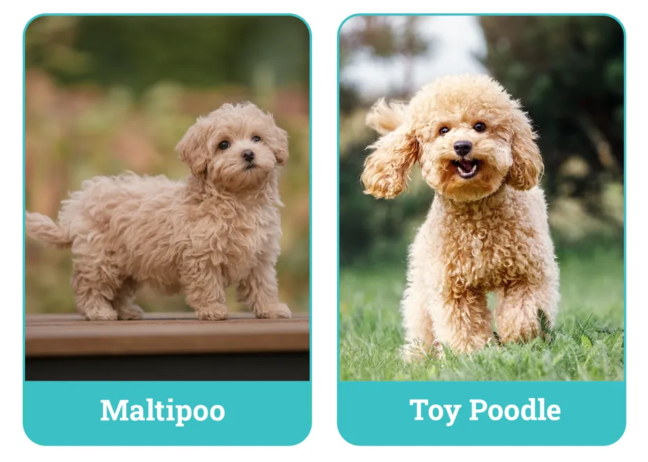 Maltipoo vs Toy Poodle