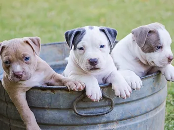 Breeding Rights for Dogs: What They Are, Paperwork & Warnings