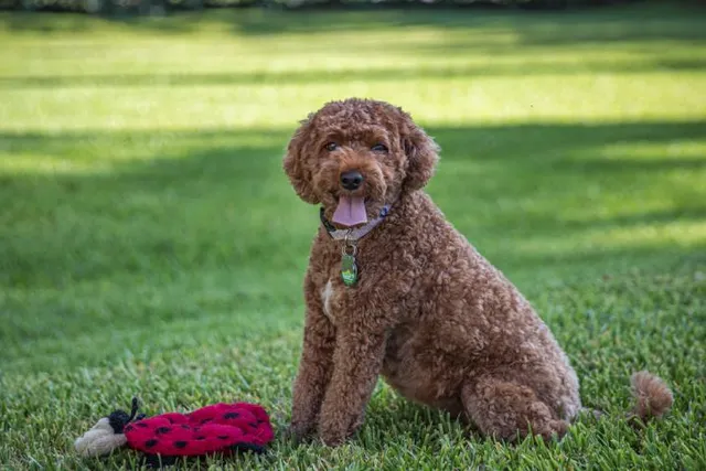 How Big Does a Cavapoo Get? Average Weight & Growth Chart (Vet-Reviewed)