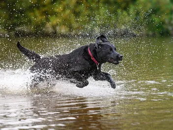 18 Dog Breeds Who Love Water and Swimming: With Info & Pictures