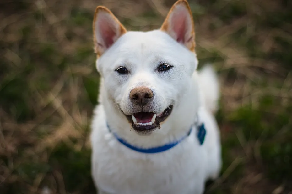 Pitsky