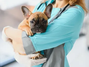 What Is the Average Cost of a Vet Visit for a Dog? (2026 Update)