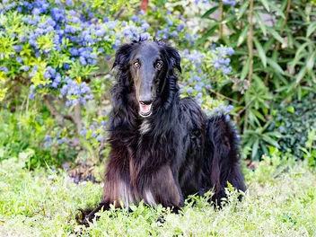 Borzoi Dog Breed: Info, Pictures, Facts, Traits & Care
